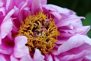 Peonia