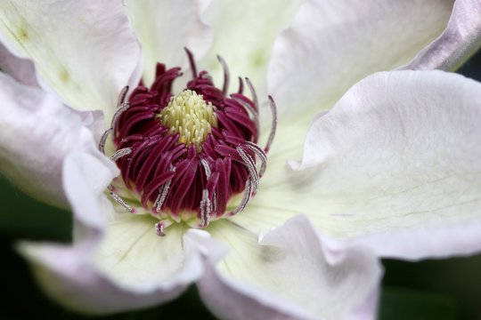 Clematis