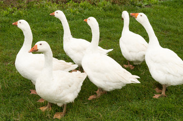6 ducks