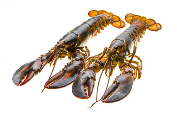 Raw lobster