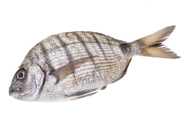Fototapeta premium Raw Tilapia