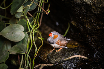 zebra finch