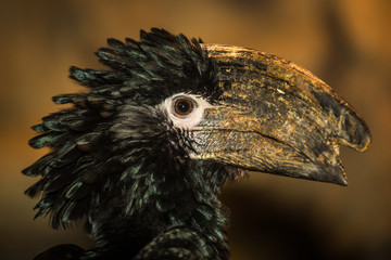 Hornbill