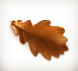 Fototapeta premium Oak leaf