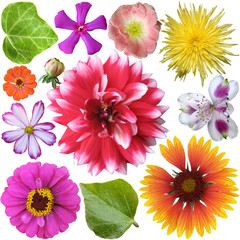 Big Selection of Colorful Flowers Isolated on White Background