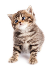 kitten on a white background