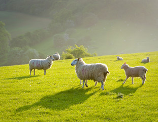 Obraz na płótnie Canvas Idyllic rural farmland, Cotswolds UK