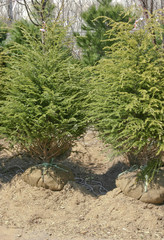 Pine Trees With Root Balls