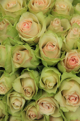 Pale pink roses in a wedding arrangement
