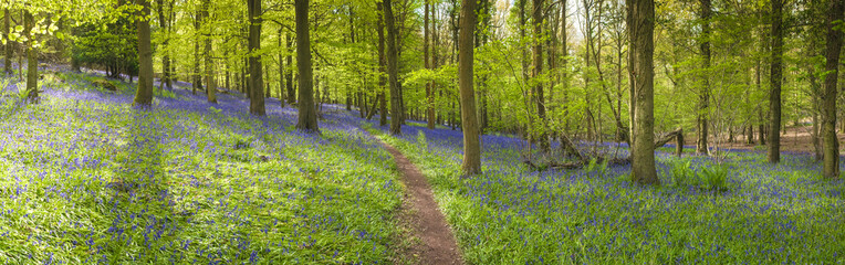 Magical forest and wild bluebell flowers