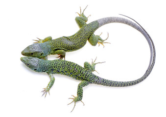 Fototapeta premium lizard