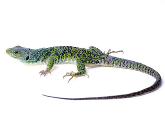 lizard