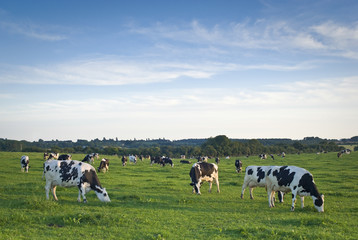 Fototapeta premium Healthy cattle livestock, Idyllic Rural, UK