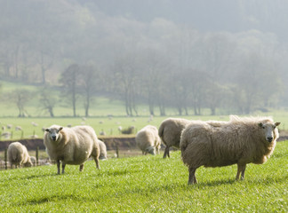 Obraz premium Healthy sheep and livestock, Idyllic Rural, UK