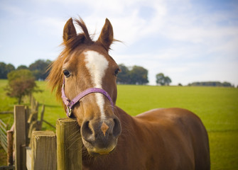 Healthy horse portrait