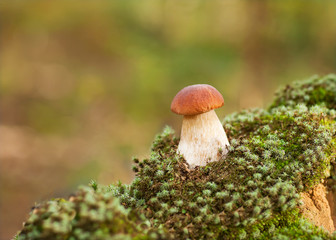 Oak Mushrooms in the moss