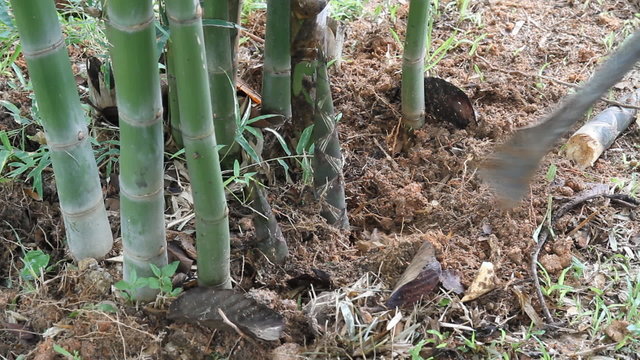 Dig bamboo shoots