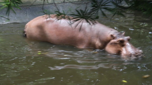 Chiang Mai Zoo hippos playing in the water.