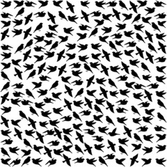 birds pattern