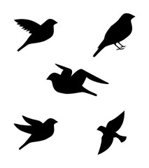 birds pattern
