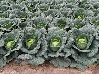 Gem&uuml;seanbau - Wirsing