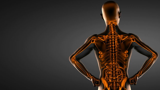 human entrails radiography scan