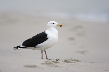 Great black-backed gull, Larus marinus
