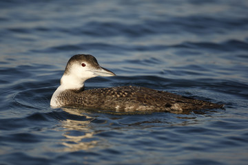 Great northern diver, Gavia immer