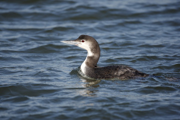 Great northern diver, Gavia immer