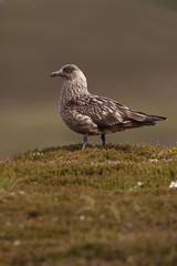 Great skua, Stercorarius skua,