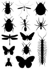 Insects
