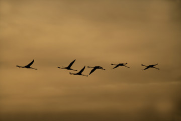 Greater flamingo, Phoenicopterus ruber