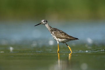 Greater yellowlegs, Tringa melanoleuca