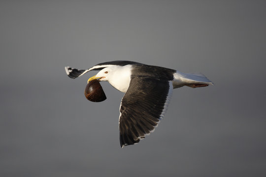 Great black-backed gull, Larus marinus