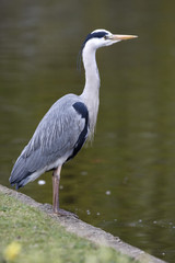 Grey heron, Ardea cinerea,