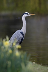 Grey heron, Ardea cinerea,