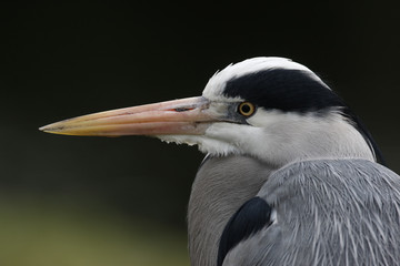 Grey heron, Ardea cinerea,