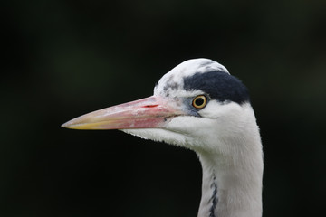 Grey heron, Ardea cinerea,