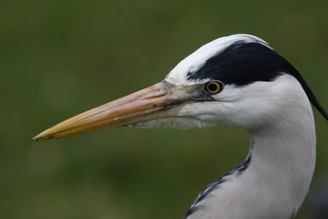Grey heron, Ardea cinerea,