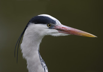 Grey heron, Ardea cinerea,