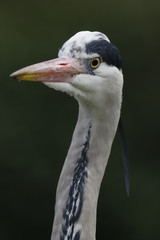 Grey heron, Ardea cinerea,