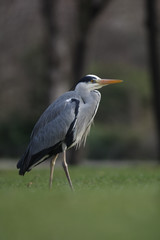 Grey heron, Ardea cinerea,