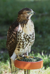 The Common kestrel (Falco tinnunculus)