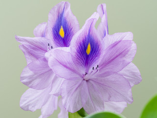 美しい紫の布袋葵