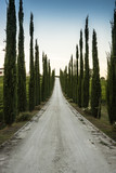 Viale di cipressi