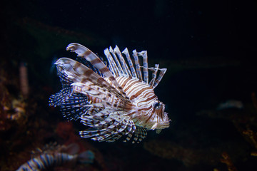 Tropical fish under the water