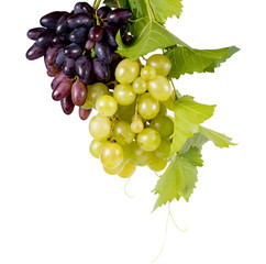Bunches of red and green grapes