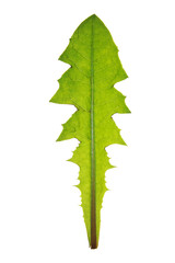 Leaf of Common dandelion isolated on white © kazakovmaksim