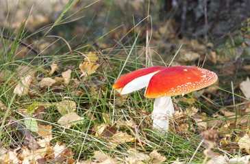 Red flyagaric