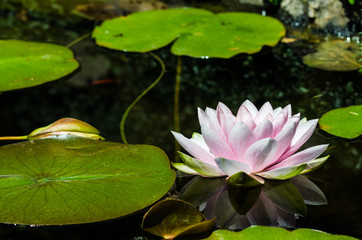 water lily